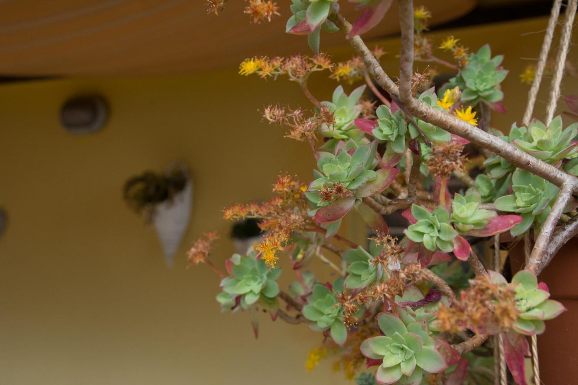 B&B Annalu' Guspini Exteriér fotografie